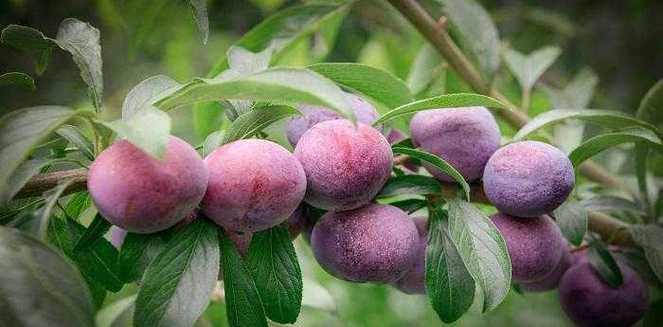 梦见李子意味着哪些？解读梦境中的吉凶与象征！