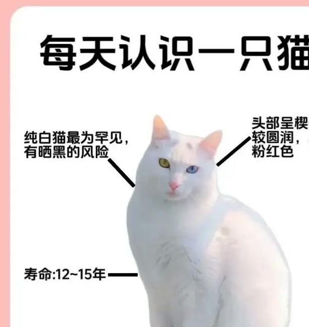 梦见白猫的5种象征意义解读你的梦境密码 梦见白猫的5种象征意义解读你的梦境密码