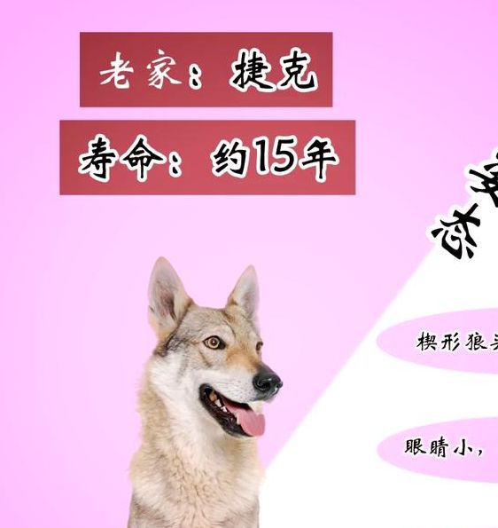 梦见狼狗的含义详解心理解析 vs 迷信说法，哪个更靠谱？