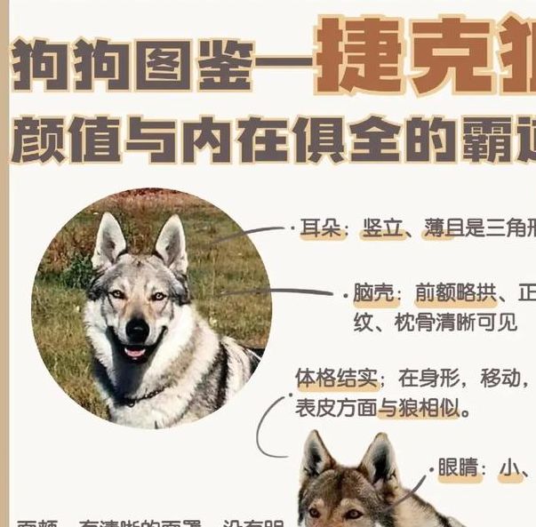 梦见狼狗的含义详解心理解析 vs 迷信说法，哪个更靠谱？