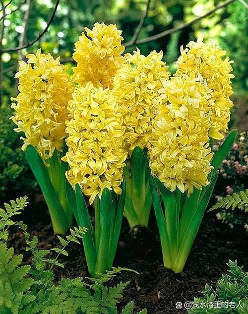 梦见风信子的启示解读潜意识的五个象征含义