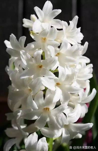 梦见风信子的启示解读潜意识的五个象征含义