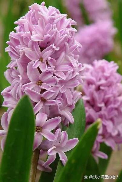 梦见风信子的启示解读潜意识的五个象征含义