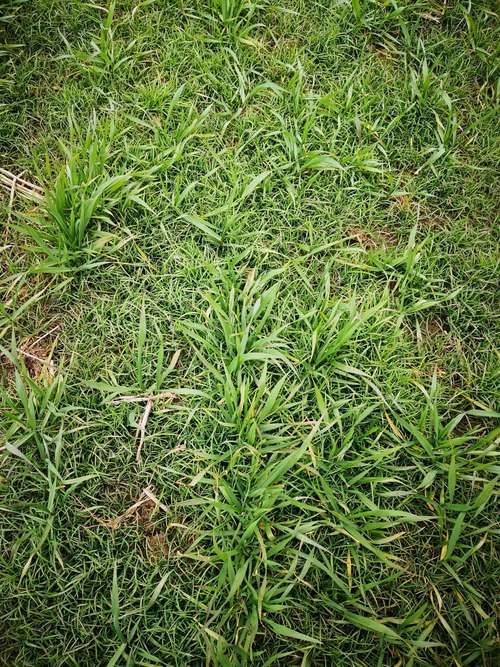 梦见院子里的杂草预示着哪些？专家解答背后的深意