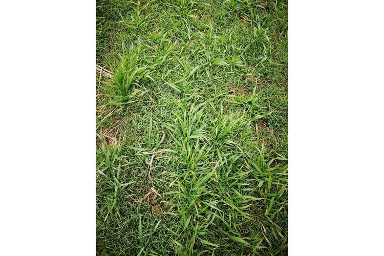 梦见院子里的杂草预示着哪些？专家解答背后的深意