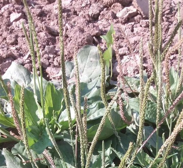 梦见院子里的杂草预示着哪些？专家解答背后的深意