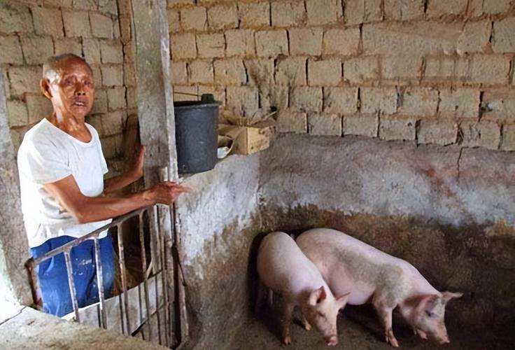 梦见建猪圈？解读3个隐藏梦境含义与风水影响