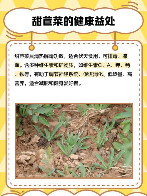 梦见甜菜的深层寓意解析,网友神奇梦境中的生活启示! 梦见甜菜的深层寓意解析,网友神奇梦境中的生活启示!