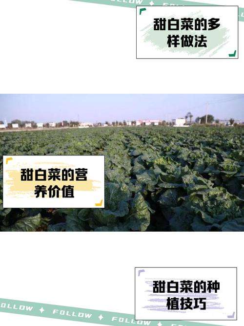 梦见甜菜的深层寓意解析,网友神奇梦境中的生活启示! 梦见甜菜的深层寓意解析,网友神奇梦境中的生活启示!