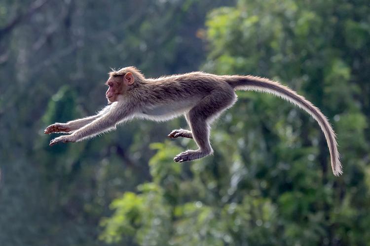 梦见猴子跳跃意味着哪些?深度解析暗藏的心理信号! 梦见猴子跳跃意味着哪些?深度解析暗藏的心理信号!