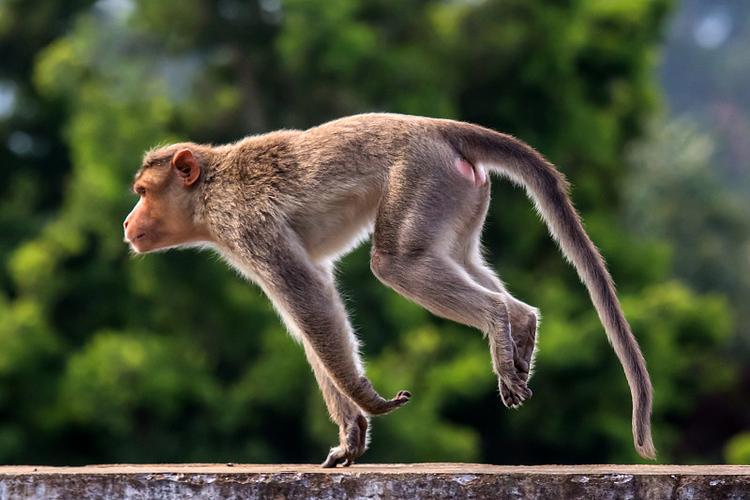 梦见猴子跳跃意味着哪些?深度解析暗藏的心理信号! 梦见猴子跳跃意味着哪些?深度解析暗藏的心理信号!