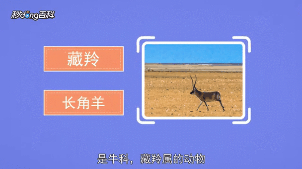 梦见羚羊象征含义深度解析解密内心潜意识的密码 梦见羚羊象征含义深度解析解密内心潜意识的密码