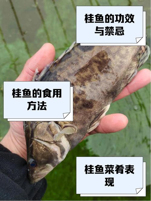 梦见桂鱼暗示的玄机，背后隐藏哪些秘密？