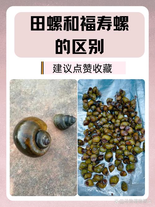 梦见螺蛳象征哪些预兆？揭晓其背后隐藏的深意与生活启示