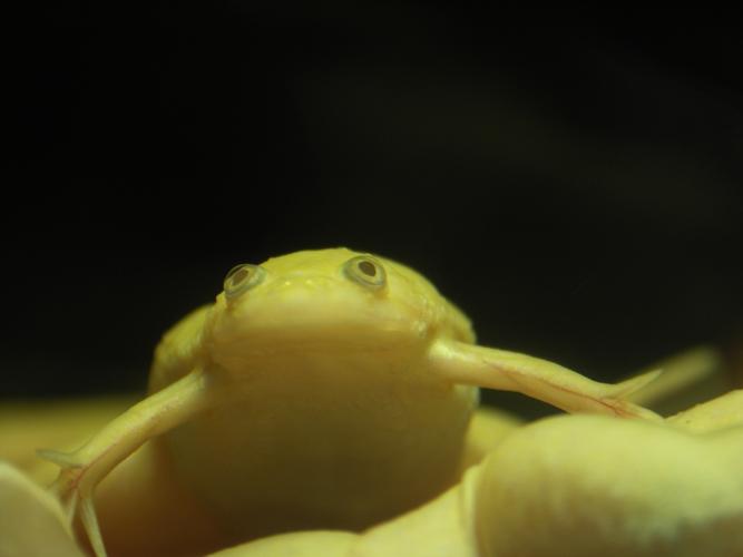 梦见白蟾蜍意味着哪些?深度解析及五个相关实用建议 梦见白蟾蜍意味着哪些?深度解析及五个相关实用建议