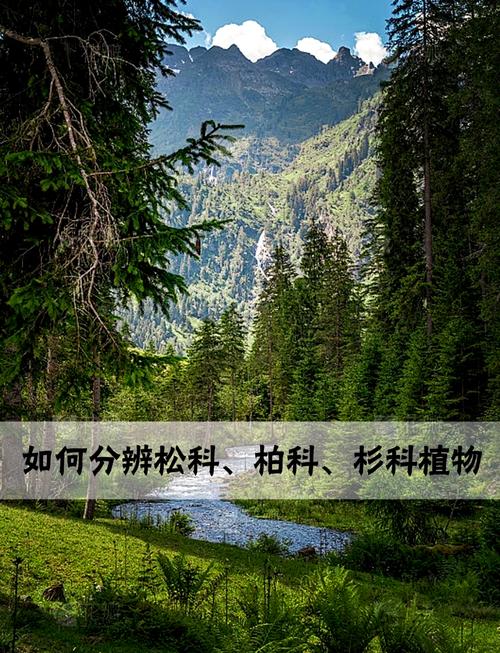 梦见杉木树的象征意义心理解析 vs 风水解读 梦见杉木树的象征意义心理解析 vs 风水解读