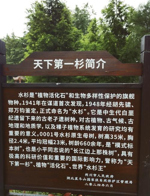 梦见杉木树的象征意义心理解析 vs 风水解读 梦见杉木树的象征意义心理解析 vs 风水解读