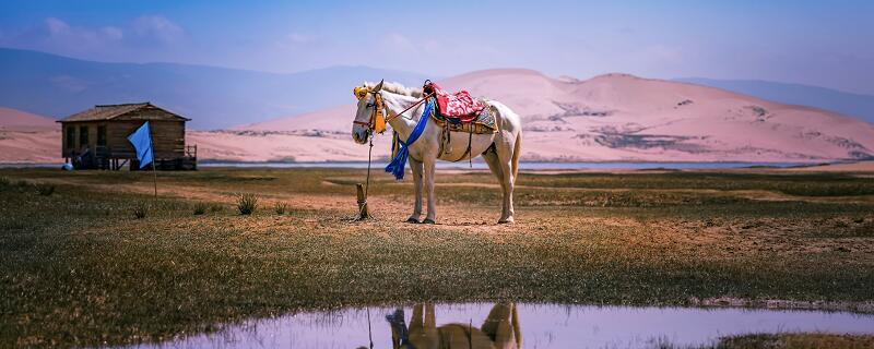 梦见马驮珠宝或货物意味着哪些?解读梦境从这里开始! 梦见马驮珠宝或货物意味着哪些?解读梦境从这里开始!