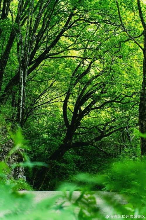 梦见山林的深意解读与心灵成长的关联