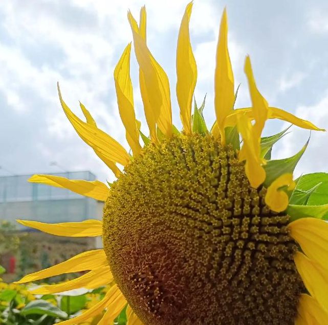 梦见花海释梦指南专家解读梦境中的7个积极信号