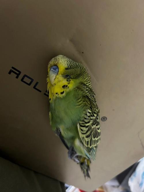 梦见鹦鹉死了？揭秘背后深层心理含义及高效解决策略