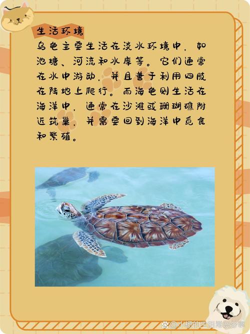 梦见海龟的象征意义 vs 实际生活启示解读与启发