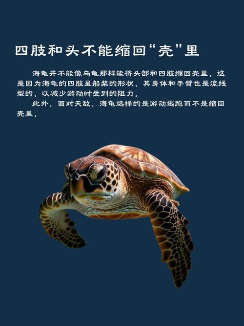 梦见海龟的象征意义 vs 实际生活启示解读与启发