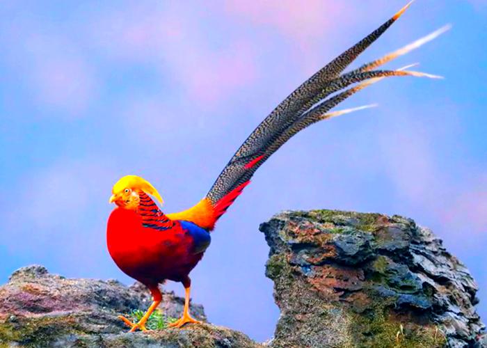 梦见锦鸡象征好运？深度解析其背后寓意及影响