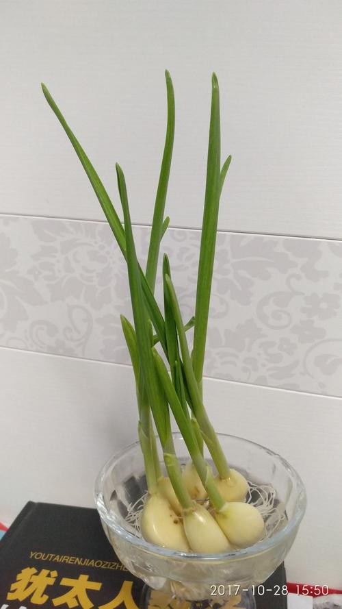 梦见蒜苔有何寓意？高效解析梦境背后的秘密