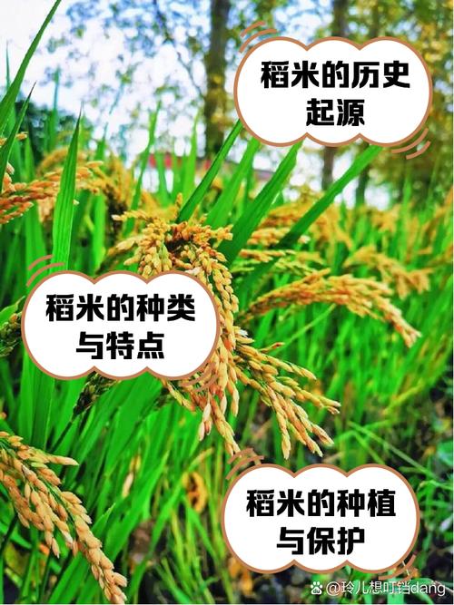 梦见稻麦象征哪些？探究深层寓意，高效解决方案揭秘！