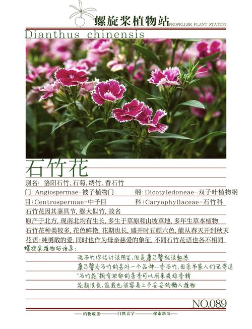 梦见石竹花的深层寓意,暗藏哪些生活启示? 梦见石竹花的深层寓意,暗藏哪些生活启示?