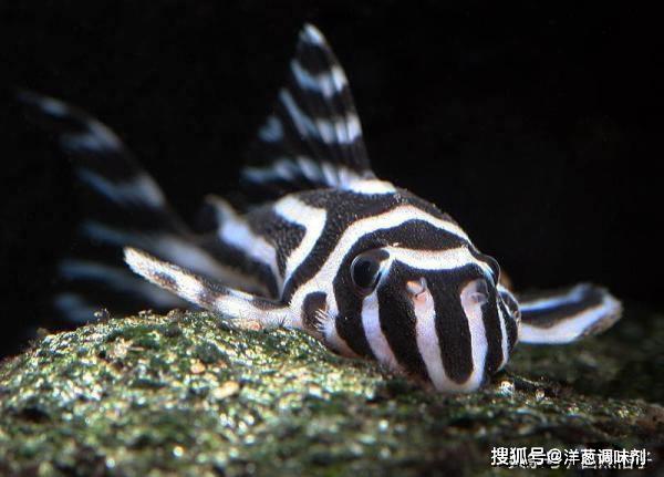 梦见清道夫的5种象征含义及其背后寓意解析 梦见清道夫的5种象征含义及其背后寓意解析