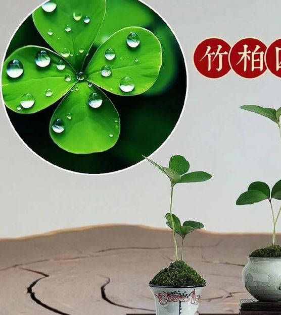 梦见绿叶的象征意义解析及高效解决方案