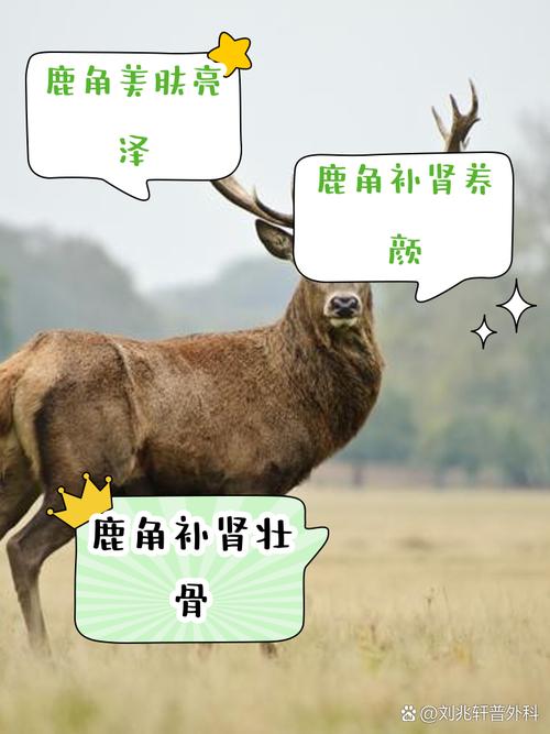 梦见鹿角预示着哪些？解读隐藏的心理暗示与生活启迪