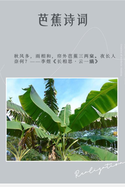 梦见芭蕉象征解析心理暗示还是生活预兆？