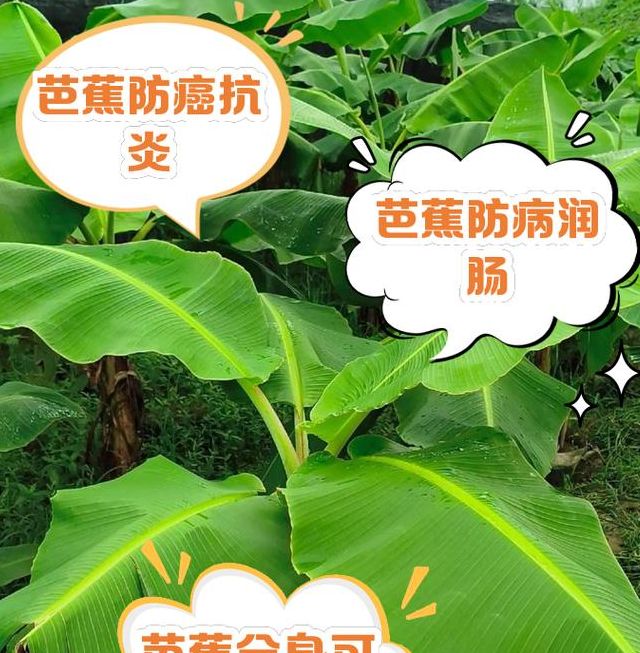 梦见芭蕉象征解析心理暗示还是生活预兆？