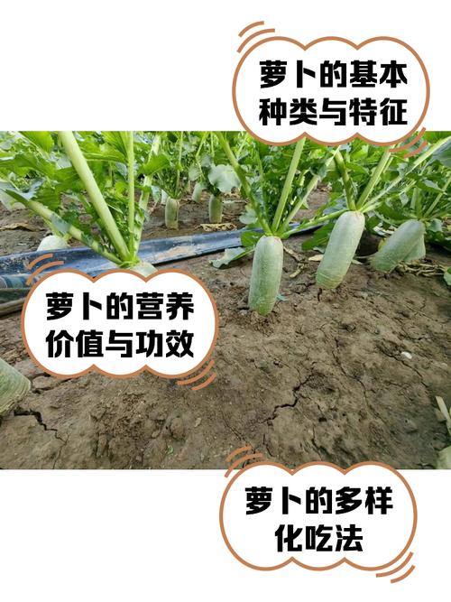 梦见萝卜干预示生活变化？解读背后的心理暗示和生活启示