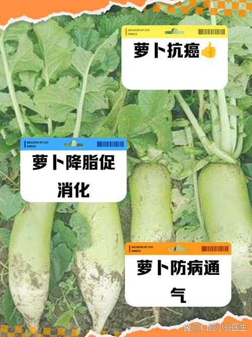 梦见萝卜干预示生活变化？解读背后的心理暗示和生活启示