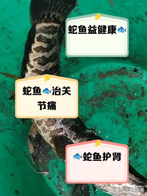 揭秘梦见蛇吃鱼的6个心理意义，权威解读