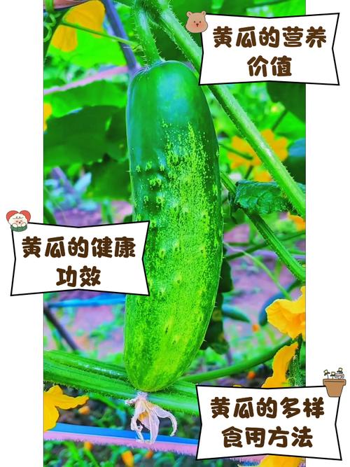 梦见黄瓜象征寓意如何解读梦境中的生活信号？