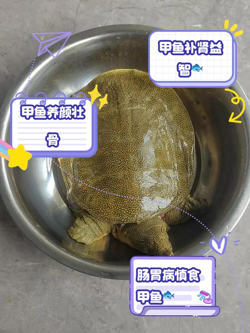梦见甲鱼的深意解读心理解析 vs 命运预示