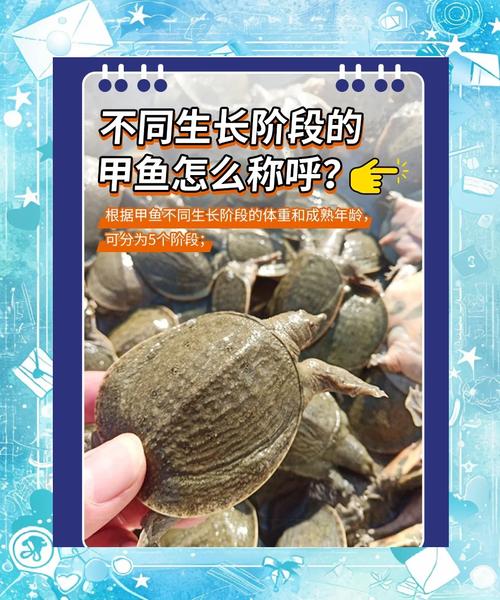 梦见甲鱼的深意解读心理解析 vs 命运预示