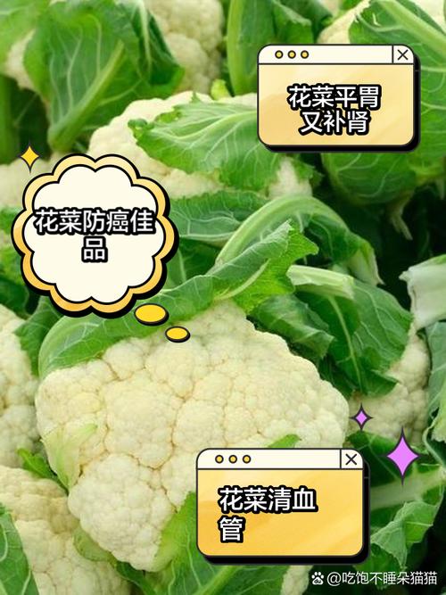 梦见花菜预示哪些？深入解析背后的心理与象征意义