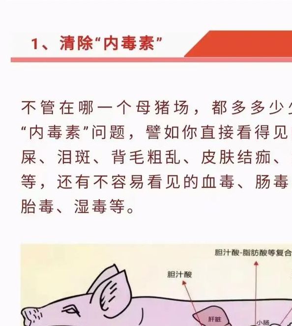 梦见大肥猪寓意如何？专家解析其背后的隐藏含义
