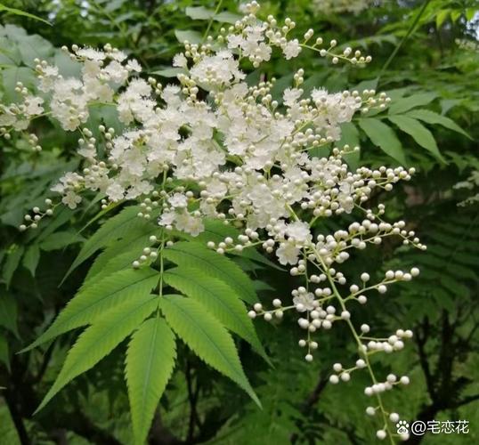梦见接骨木象征意义详解心理暗示 vs 现实启示