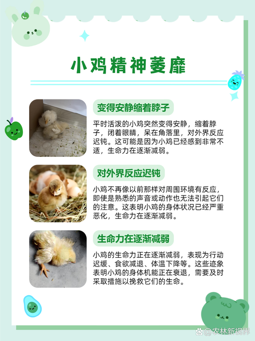 梦见死鸡的启示深度解析梦境心理暗示策略