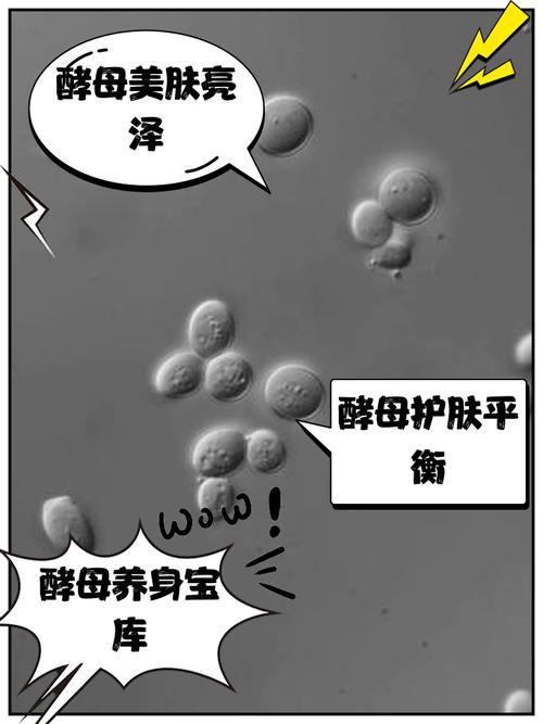 解析梦见酵母的5大象征意义及心理暗示