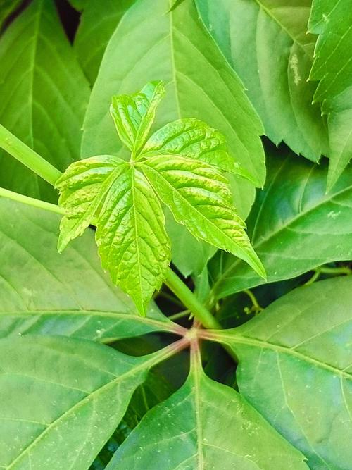 梦见常青藤代表哪些寓意?揭示梦境背后的心理暗示与生活联系 梦见常青藤代表哪些寓意?揭示梦境背后的心理暗示与生活联系