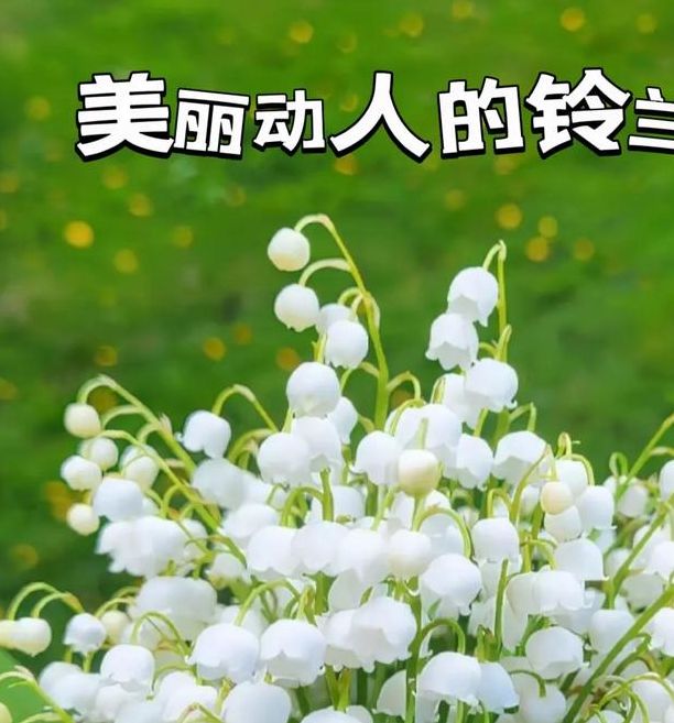 梦见花朵寓意解析好运降临还是情感暗示？