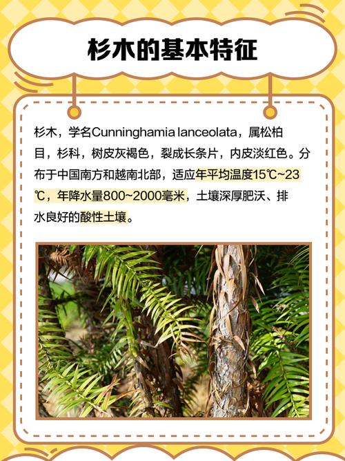 梦见杉木树的象征意义及其解读如何提供高效解决方案？